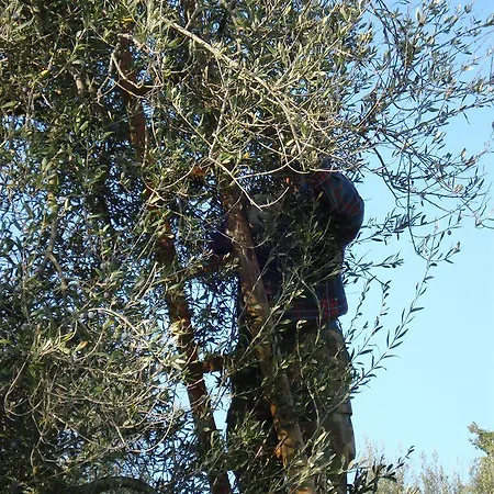 Casale Dei Dotti Kır Evi Colle Umberto (Umbria)